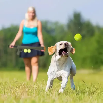 PetTribes Lance-Balles Chien -  2 Balles Incluses