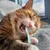 PetTribes Brosse à dents nettoyante pour chat et chien