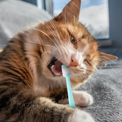 PetTribes Brosse à dents nettoyante pour chat et chien