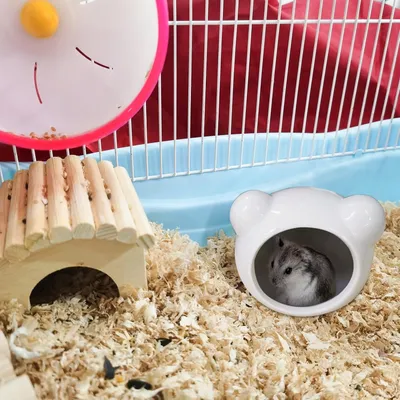 PetTribes Maison Fraîcheur Hamster - Céramique