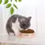 PetTribes Gamelle peu profonde pour chat, céramique