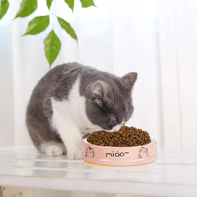PetTribes Gamelle peu profonde pour chat, céramique