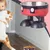 PetTribes Mangeoire Hauteur Ergonomique - Acier Inoxydable Rouge