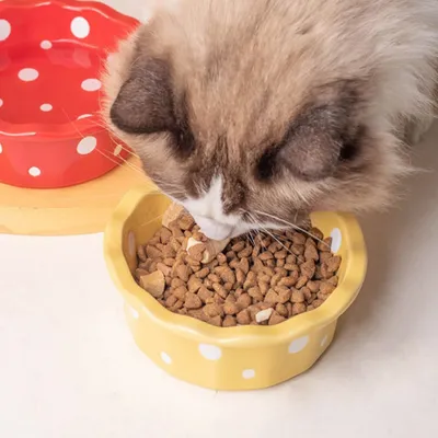 PetTribes Bol Céramique pour Chat - Anti-Bascule & Hygiénique