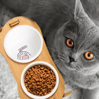 PetTribes 2 bols en céramique pour chat surélevés