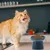 PetTribes Gamelle surélevée anti-basculement en céramique pour chat
