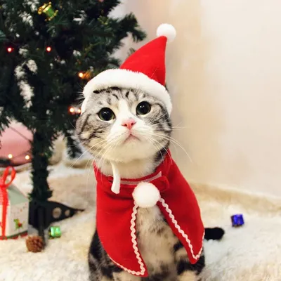 PetTribes Costume de Noël pour Chat - Cape et Chapeau Réglables