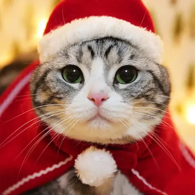 PetTribes Costume de Noël pour Chat - Cape et Chapeau Réglables