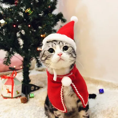 PetTribes Costume de Noël pour Chat - Cape et Chapeau Réglables
