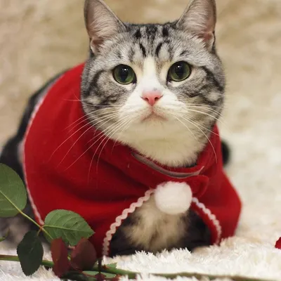 PetTribes Costume de Noël pour Chat - Cape et Chapeau Réglables