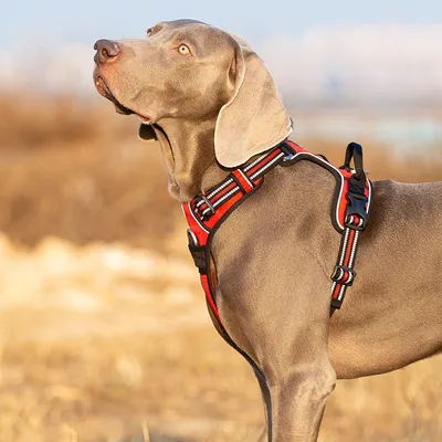 Harnais chien Truelove Country PLUS + dressage anti traction & promenade -