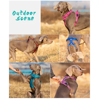 Harnais chien Truelove Country PLUS + dressage anti traction & promenade -