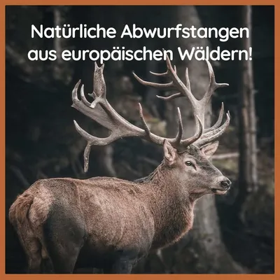 Wildfang — Demi-bois de cerf à mâcher, 100 % naturel