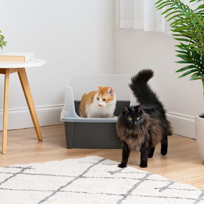 Grand Bac Litière pour Chat XXL, Gris, CLH-XL