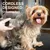 Pawffee Tondeuse sans fil USB 5 vitesses pour animaux - Faible bruit