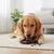 Jouet interactif pour chien a remplir Sneaky