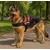 Harnais réglable pour chien Pluto