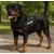 Harnais réglable pour chien Pluto
