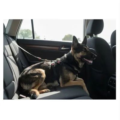 Harnais de sécurité pour voiture Duma