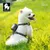 Harnais + Laisse + Sacoche Truelove BRITISH - Ensemble Harnais +Laisse + Sa Harnais + Laisse + Sacoche Truelove BRITISH - Ensemble Harnais +Laisse + Sa