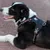 Truelove Colorado PLUS + Harnais chien dressage anti traction & promenade Truelove Colorado PLUS + Harnais chien dressage anti traction & promenade