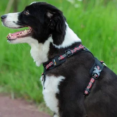 Truelove Colorado PLUS + Harnais chien dressage anti traction & promenade