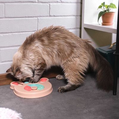 The concept factory - Jeu d'intelligence pour chien et chat