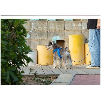 Laisse chien "Kit main libre" Truelove Laisse chien "Kit main libre" Truelove