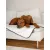 TrendPet Pearl wasserdichte Decke TrendPet Pearl wasserdichte Decke