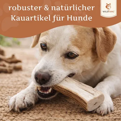Wildfang Rothirsch Kaugeweih - halbe Kaustange