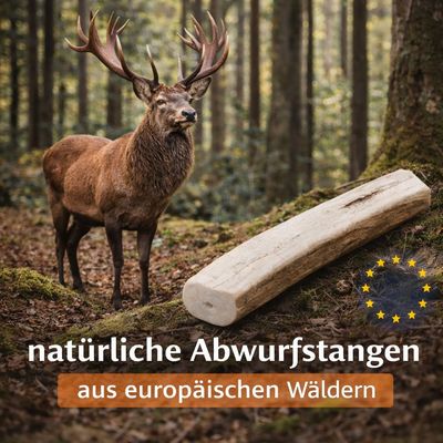 Wildfang Rothirsch Kaugeweih - halbe Kaustange