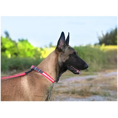 Collier Chien Truelove FOX - PVC avec fermeture boucle