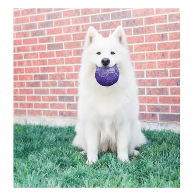 Jeu Flexball Ballon de football pour chien Pourpre Jeu Flexball Ballon de football pour chien Pourpre