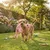Peluche Flamant rose grand yeux pour chien Peluche Flamant rose grand yeux pour chien
