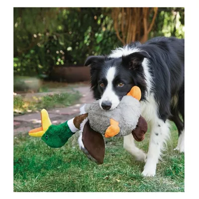 Jeu pour chien Honkers Canard