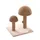 Arbre a griffer pour chat Champignon