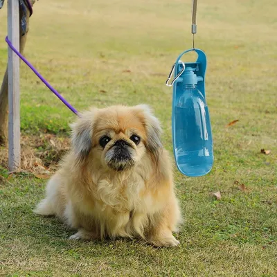 Zoomtopia Biberon d'eau pour chien
