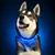 Zoomtopia Collier Lumineux LED Anti-Fugue pour Chien - Bleu, Rechargeable