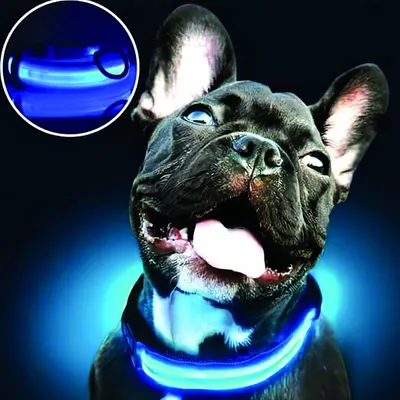 Zoomtopia Collier Lumineux LED Anti-Fugue pour Chien - Bleu, Rechargeable