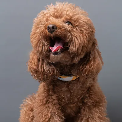 Zoomtopia Collier pour chien en polyester