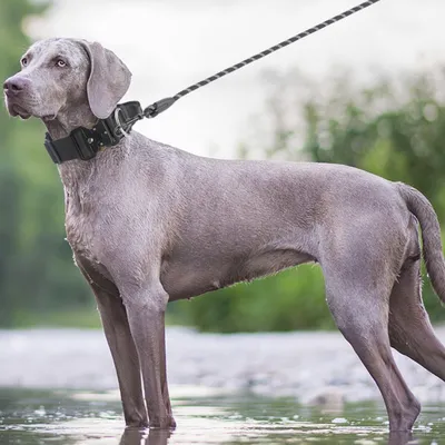 Zoomtopia Collier tactique pour chien