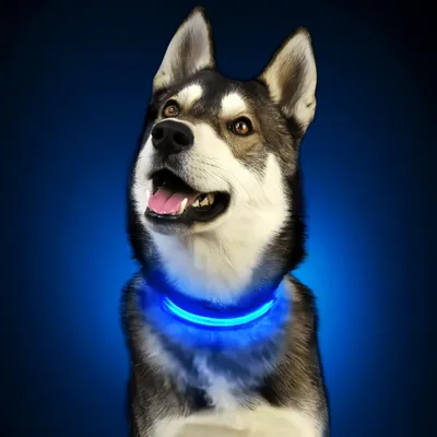 Zoomtopia Collier Lumineux LED Anti-Fugue pour Chien - Bleu, Rechargeable
