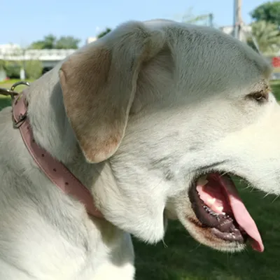 Zoomtopia Collier pour chien