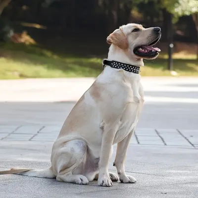 Zoomtopia Collier à pointes pour chien et chat