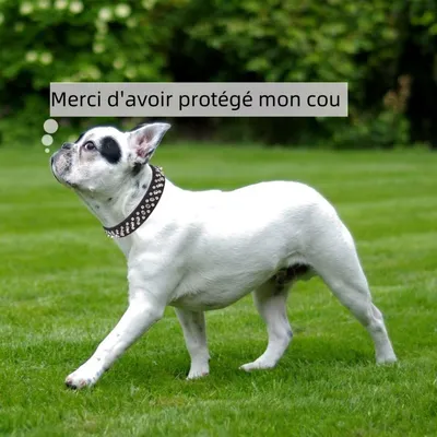 Zoomtopia Collier à pointes pour chien et chat