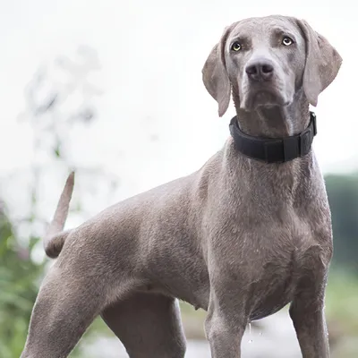 Zoomtopia Collier tactique pour chien