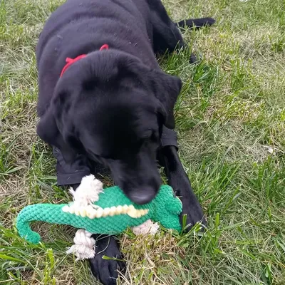 Zoomtopia Jouet en peluche lézard pour chien