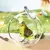 Zoomtopia Nid d'oiseau transparent