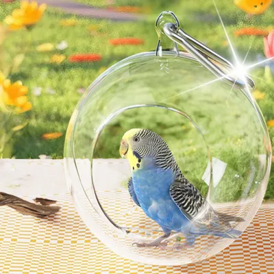 Zoomtopia Nid d'oiseau transparent