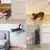 Zoomtopia Jouet Interactif pour Chats et Chiens pointeur laser